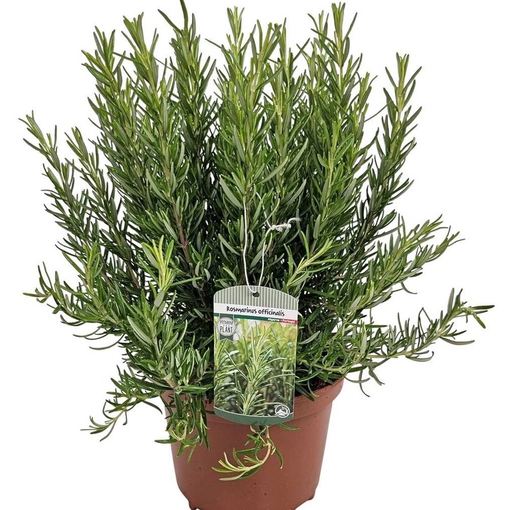 Rosmarin Officinalis Strauch T19 H050