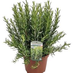 Rosmarin Officinalis Strauch T19 H050