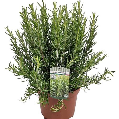 Rosmarin Officinalis Strauch T19 H050