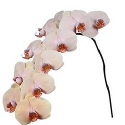 Phalaenopsis apricot/hell rosa Royal 7-9 Blüten 60cm