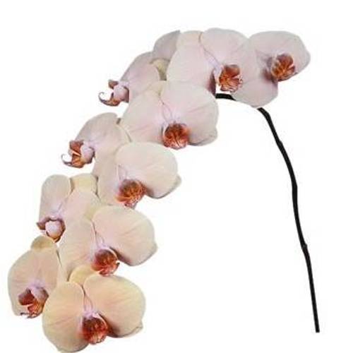 Phalaenopsis apricot/hell rosa Royal 7-9 Blüten 60cm