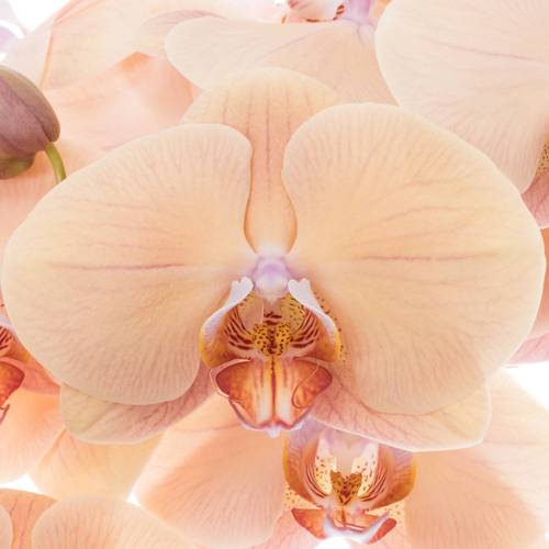 Phalaenopsis apricot/hell rosa Royal 7-9 Blüten 60cm