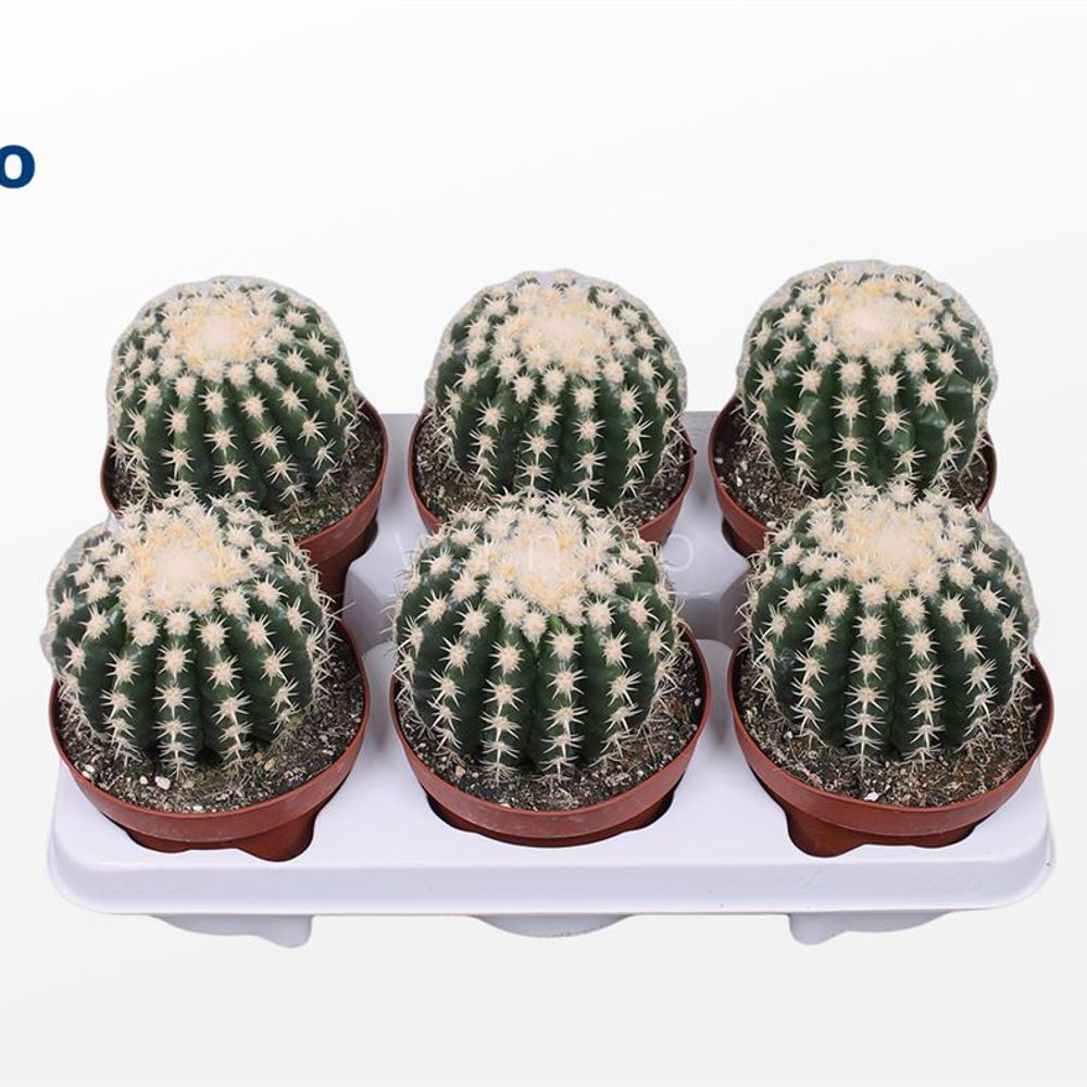 Echinocactus Brevispina T12 H20