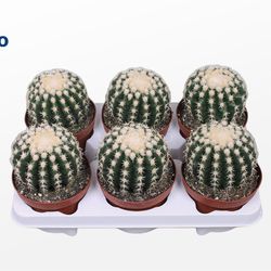 Echinocactus Brevispina T12 H20