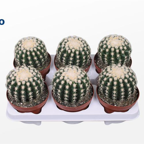 Echinocactus Brevispina T12 H20