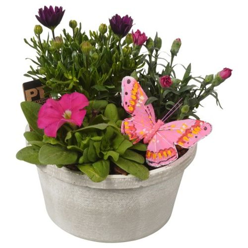 Garten Arr3826 T22 H27