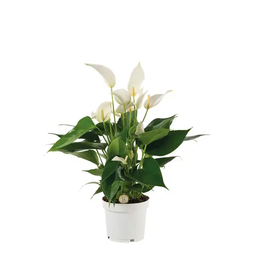 Anth.weiss Exclusief Mille Fleurs C T12 H040