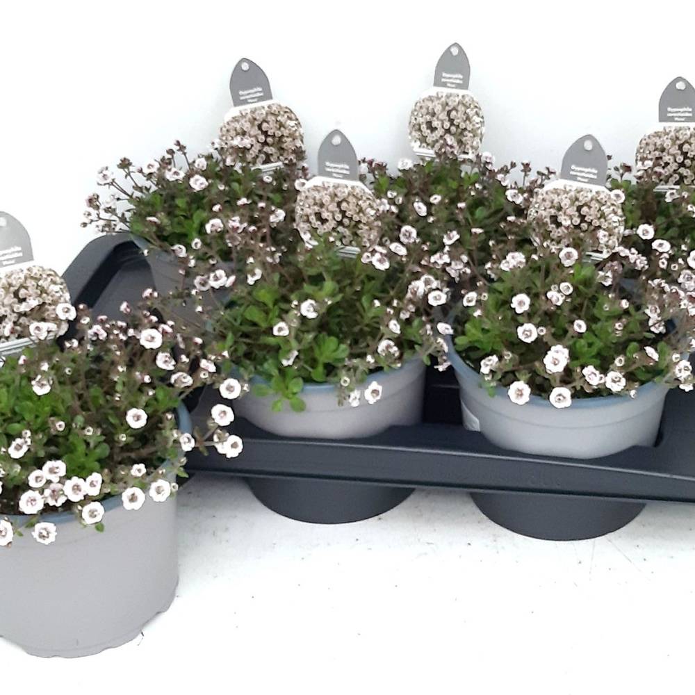 Gypsophila weiss Plena T17 H025