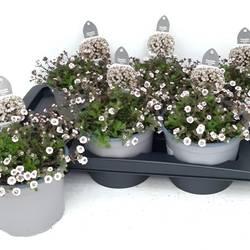 Gypsophila weiss Plena T17 H025