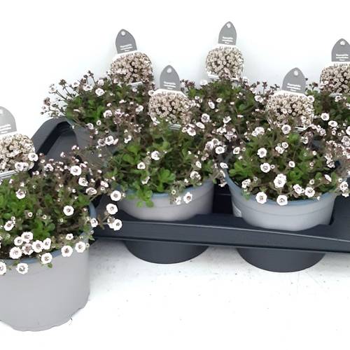 Gypsophila weiss Plena T17 H025