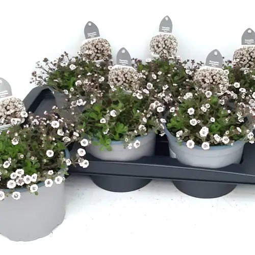 Gypsophila weiss Plena T17 H025