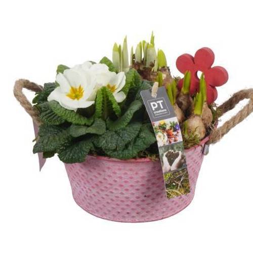 Zwiebel.Arr mix PTBM1405 T18 H021