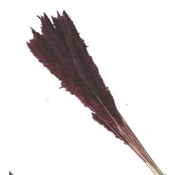Trocken Pampasgras Fluffy weinrot L80cm