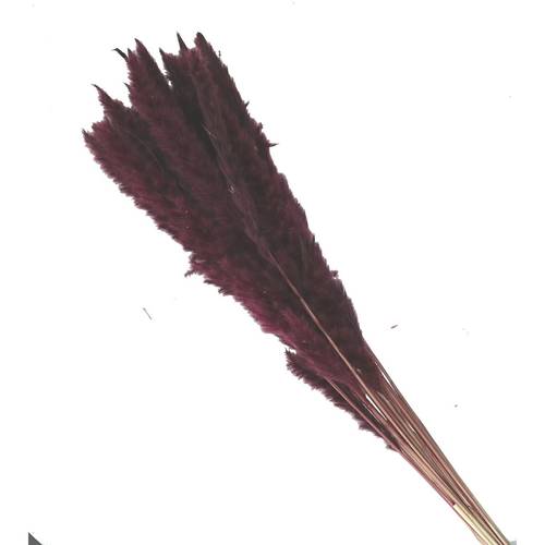 Trocken Pampasgras Fluffy weinrot L80cm