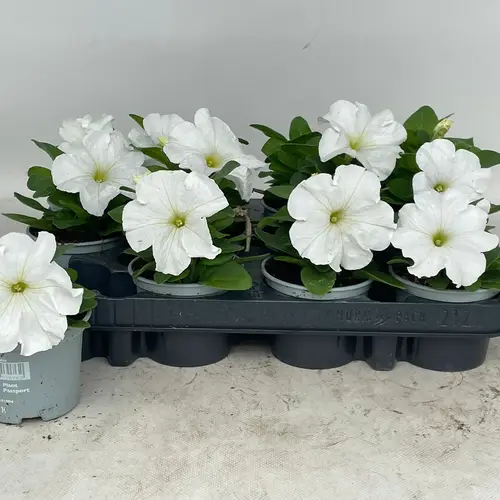 Petunia weiss T09 H020