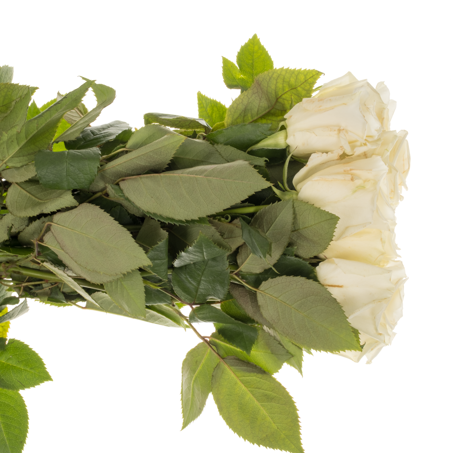 Rose creme Escimo 50cm
