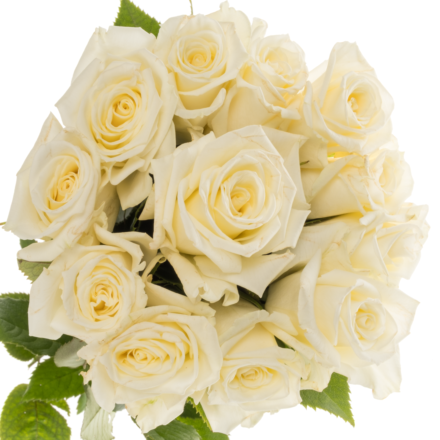 Rose creme Escimo 50cm