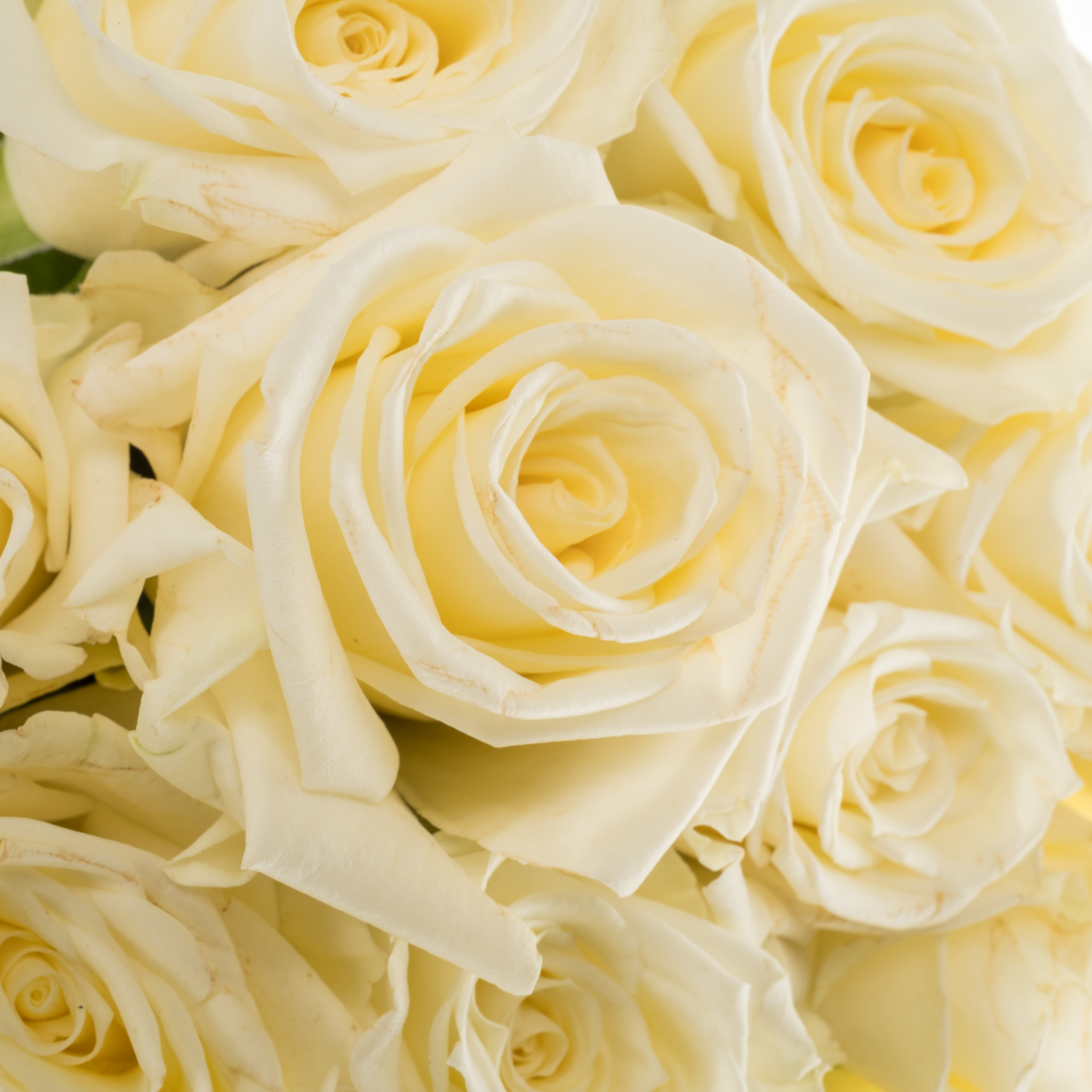 Rose creme Escimo 50cm