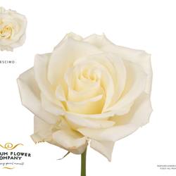 Rose creme/weiss Escimo 50cm