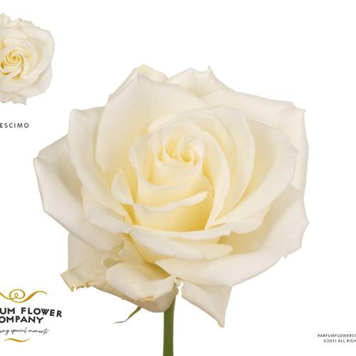 Rose creme/weiss Escimo 50cm