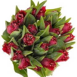 Tulpe pink dark Gezackt Salamanco 40 Gramm