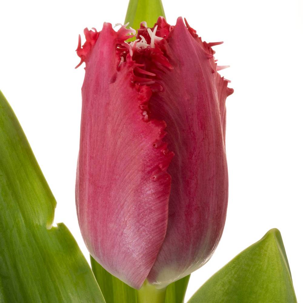 Tulpe pink dark Gezackt Salamanco 40 Gramm