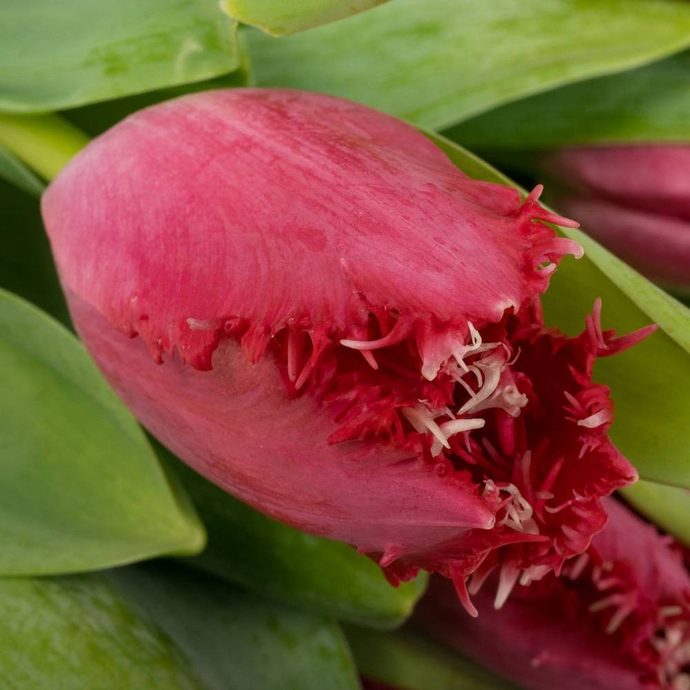 Tulpe pink dark Gezackt Salamanco 40 Gramm