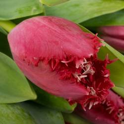 Tulpe pink dark Gezackt Salamanco 40 Gramm