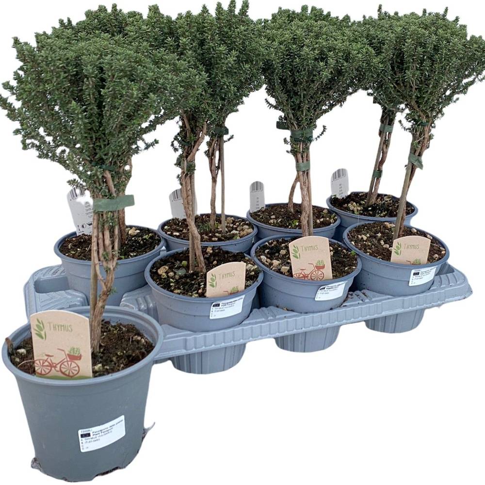 Thymian Faustini Stamm T14 H045