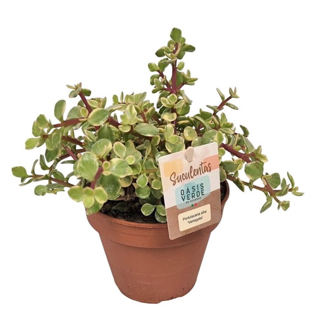 Portulacaria Afra Variegata T14 H020