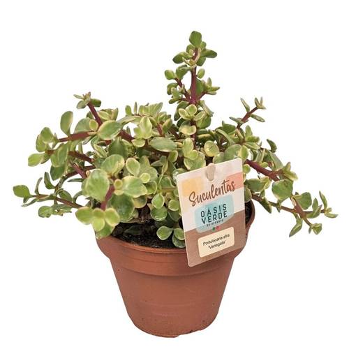 Portulacaria Afra Variegata T14 H020