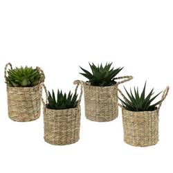 Sukkulenten im Korb City Safari T09