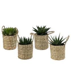 Sukkulenten im Korb City Safari T09