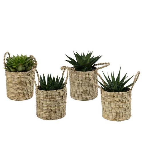 Sukkulenten im Korb City Safari T09