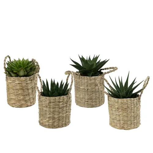 Sukkulenten im Korb City Safari T09