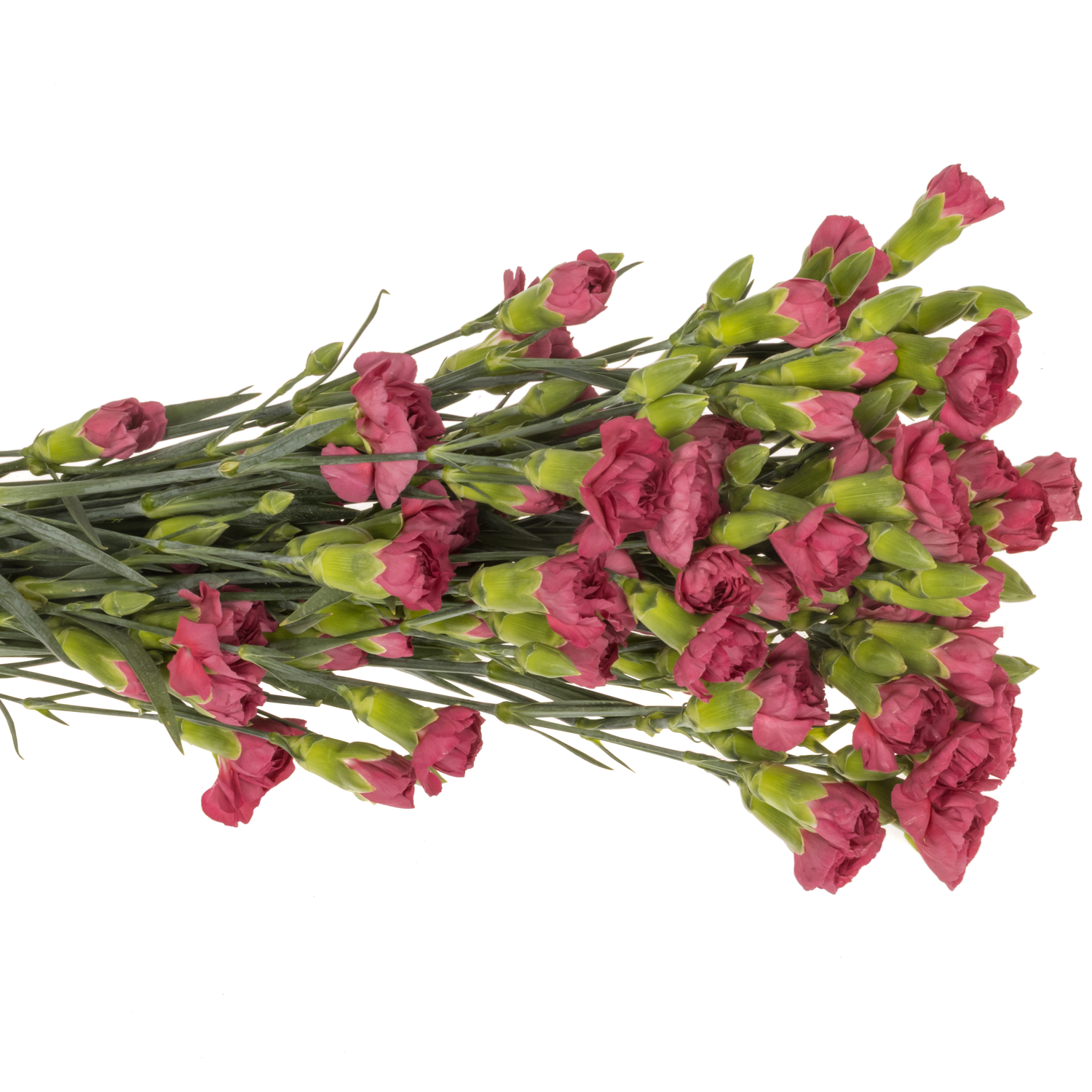 Spraynelke lila Cecillia 60cm X20