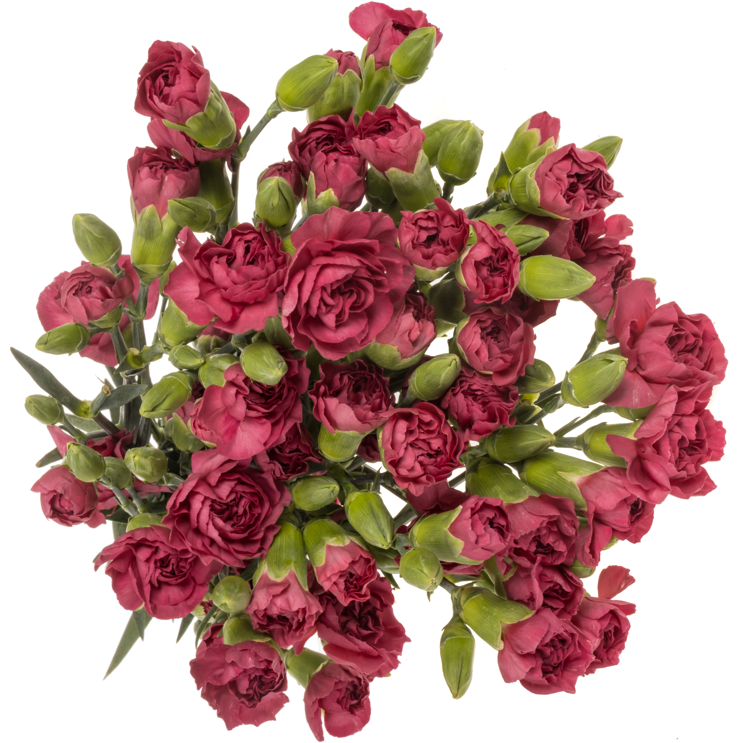 Spraynelke lila Cecillia 60cm X20