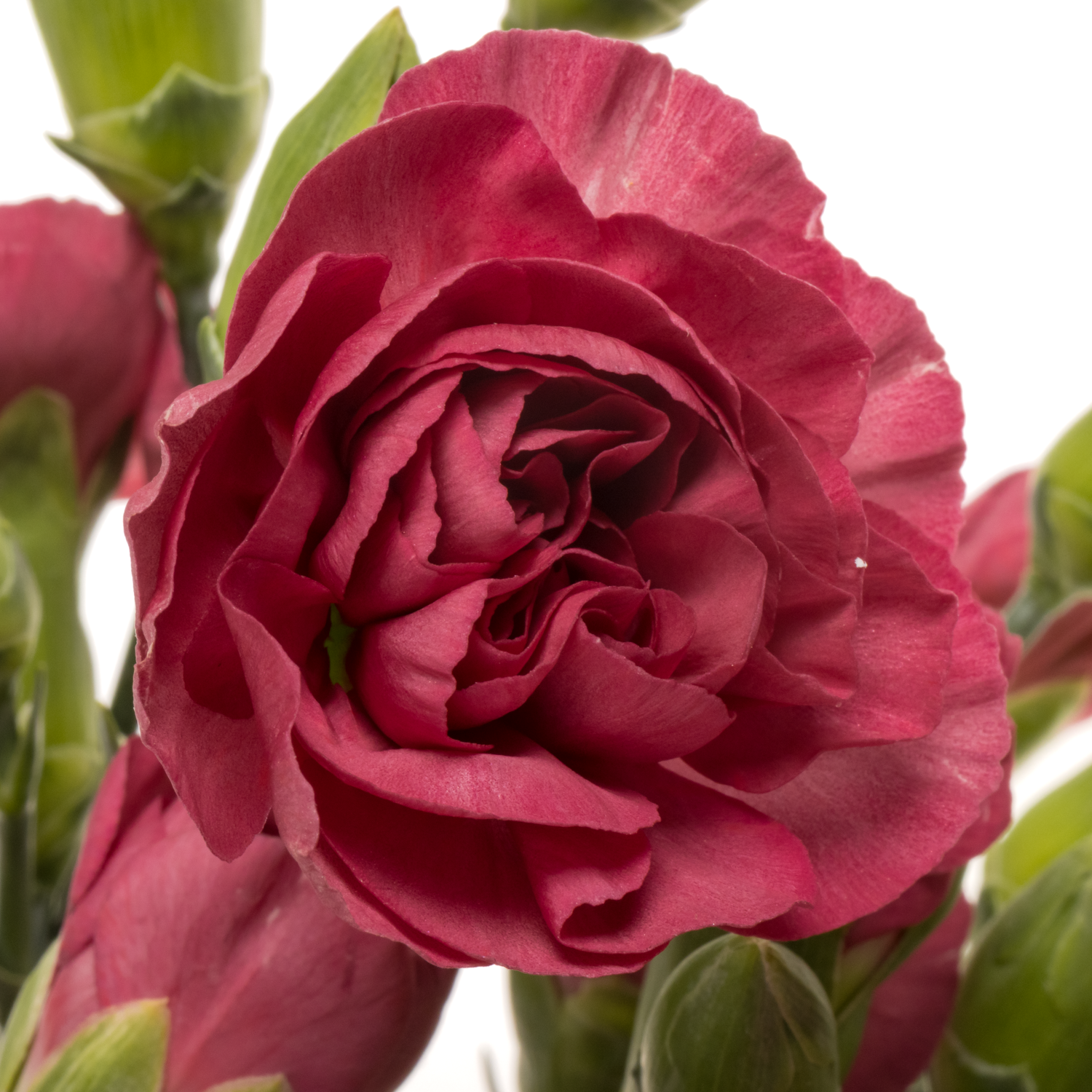 Spraynelke lila Cecillia 60cm X20