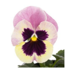 Stiefmütterchen F1 Altrosa T09 H015