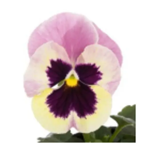 Stiefmütterchen F1 Altrosa T09 H015