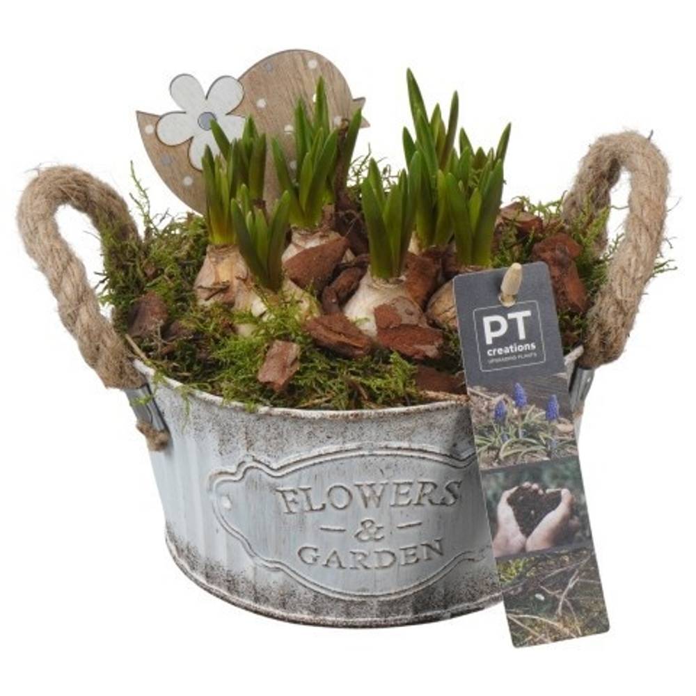 Muscari.Arr PTMB6164 T16 H018