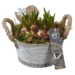 Muscari.Arr PTMB6164 T16 H018