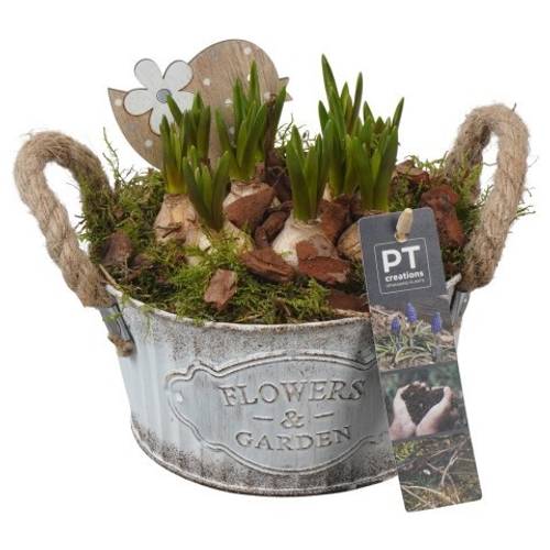 Muscari.Arr PTMB6164 T16 H018