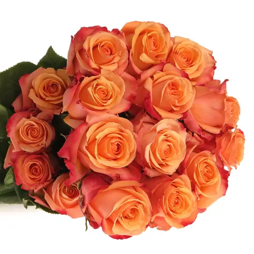 Rose orange Taxo (Ec) 50cm