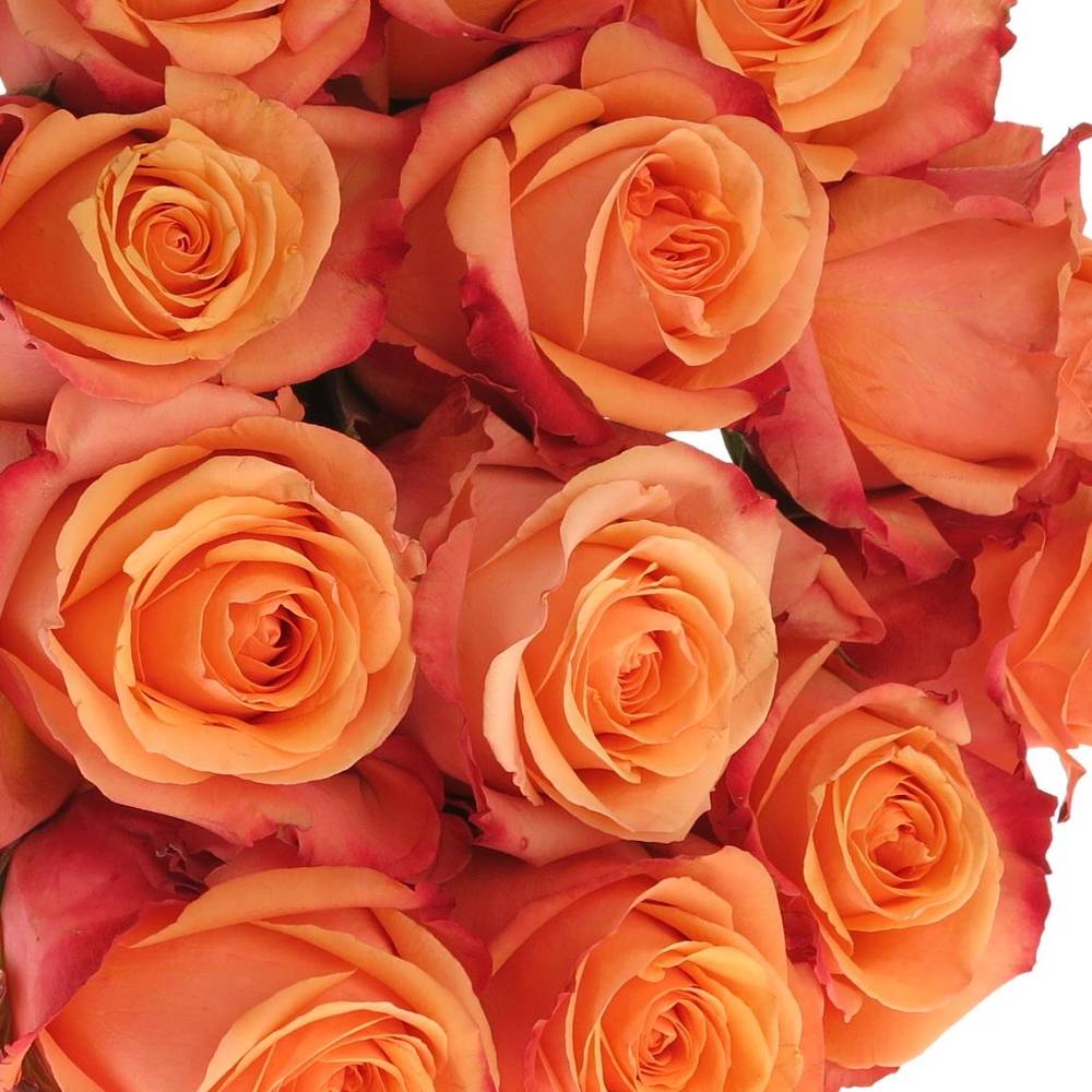 Rose orange Taxo (Ec) 50cm