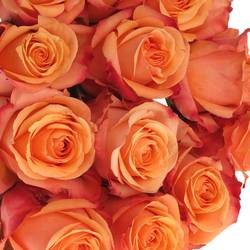 Rose orange Taxo (Ec) 50cm