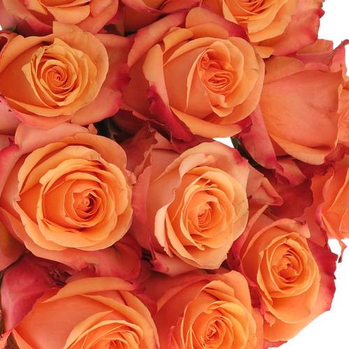 Rose orange Taxo (Ec) 50cm