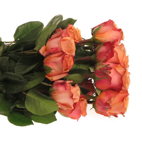 Rose orange Taxo (Ec) 50cm