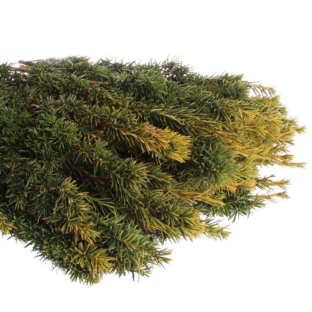 Taxus Bacc gelb 80cm pro Bund