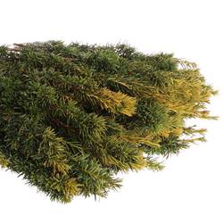 Taxus Bacc gelb 80cm pro Bund